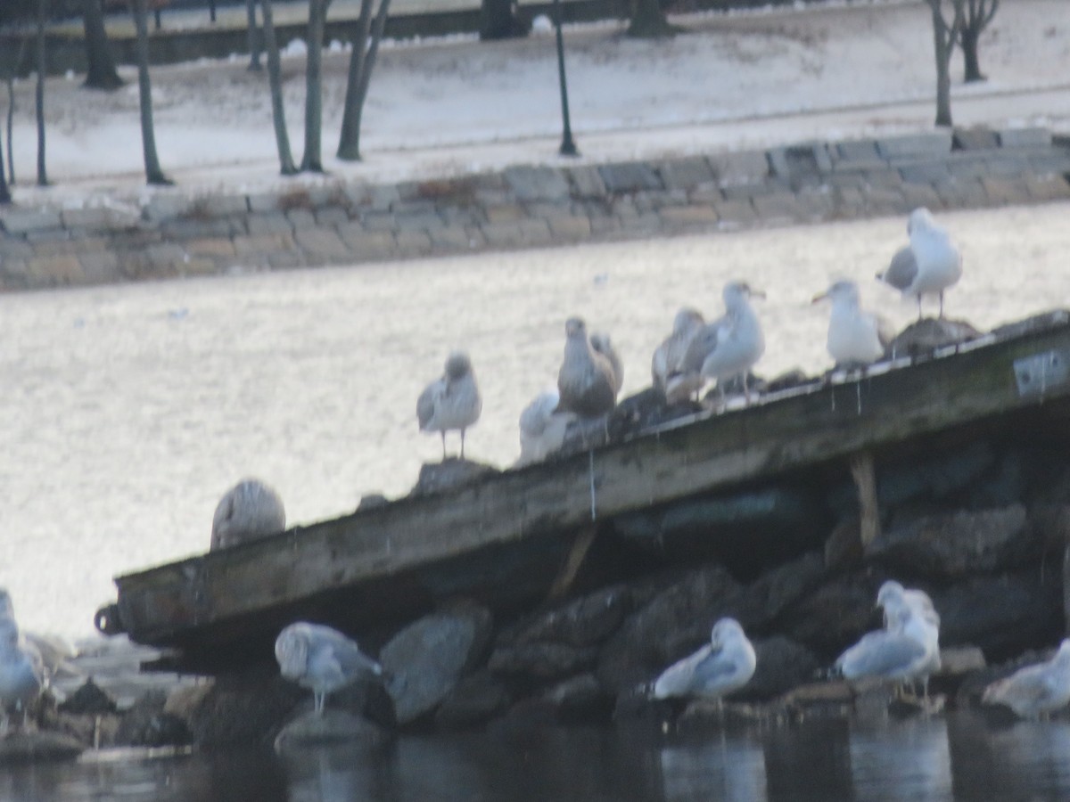 goéland ou mouette sp. - ML22592641