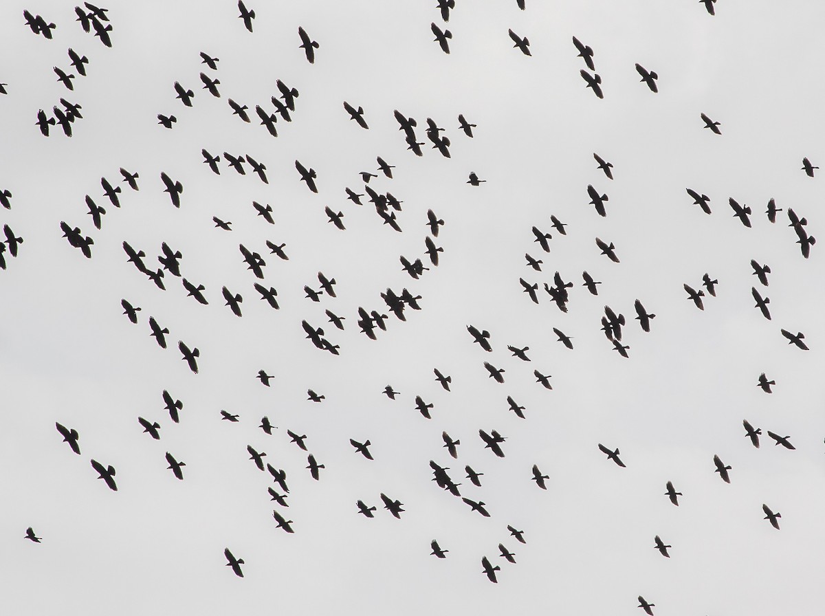 crow/raven sp. - ML225927361