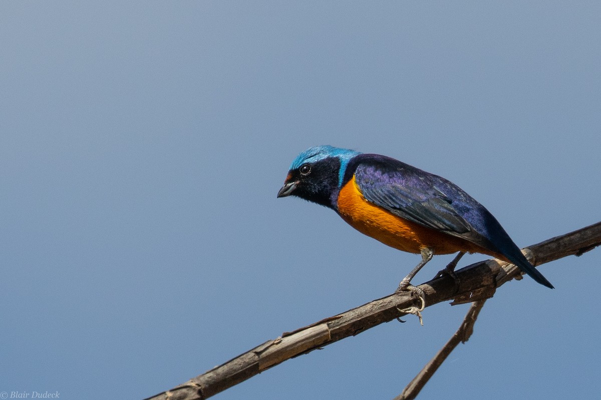 Elegant Euphonia - Blair Dudeck