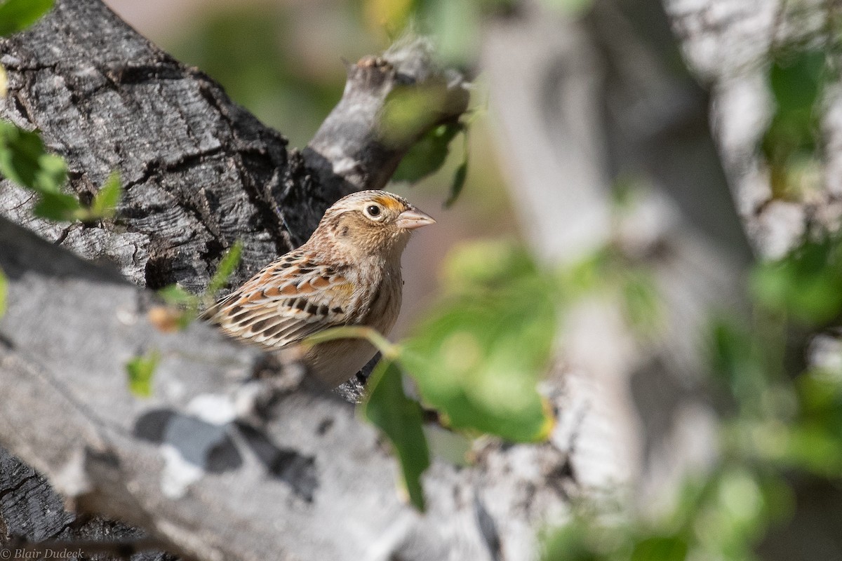 Chingolo Saltamontes - ML225929301