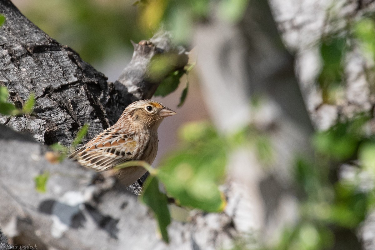 Grasshopper Sparrow - Blair Dudeck