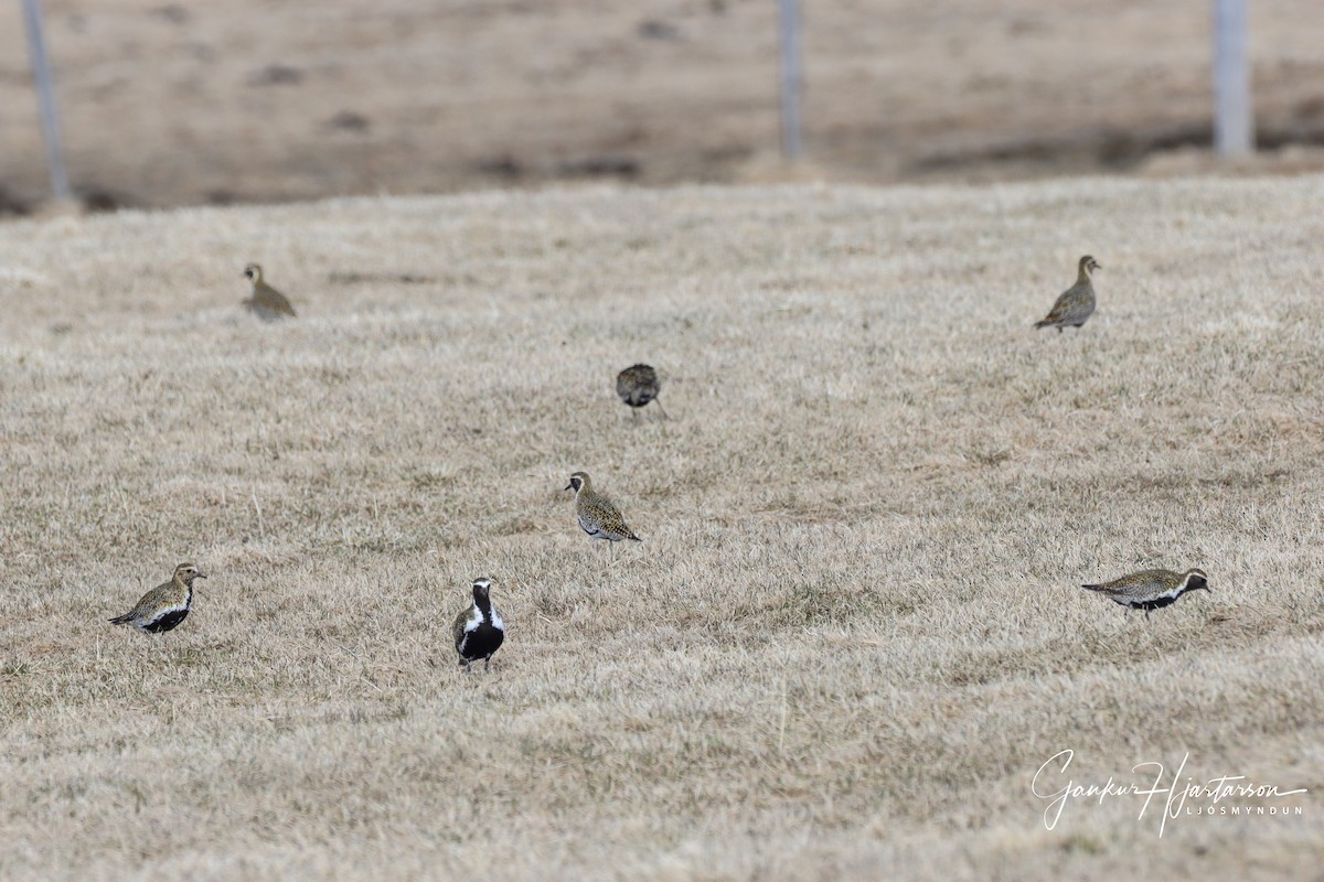 European Golden-Plover - ML225929631