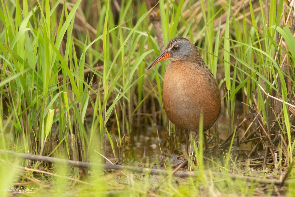 Virginia Rail - ML225930161