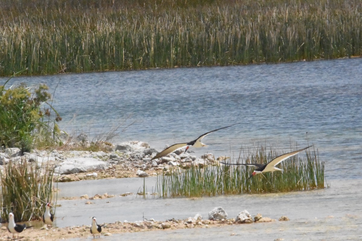 Black Skimmer - ML225933121