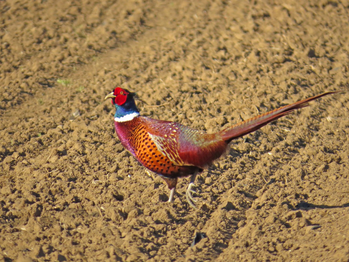 Ring-necked Pheasant - Antonio Rodriguez-Sinovas
