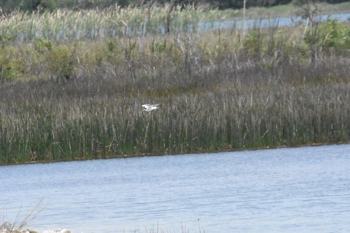 Least Tern - ML225934021