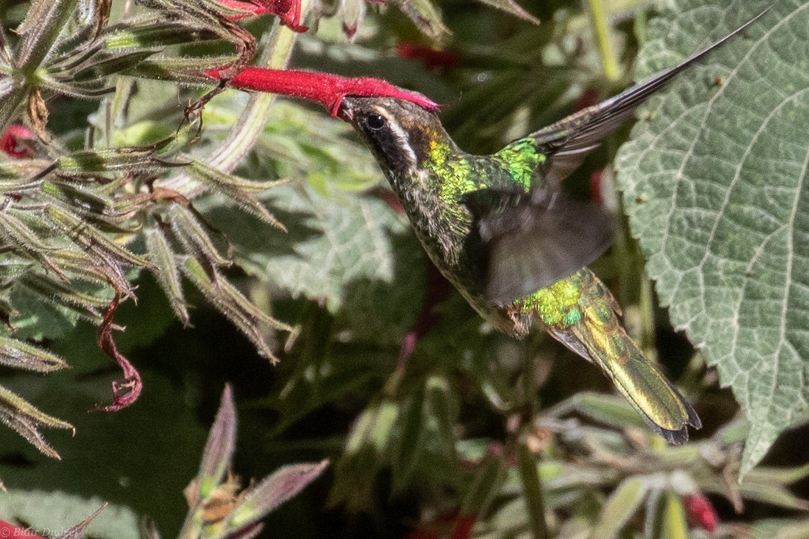 White-eared Hummingbird - Blair Dudeck