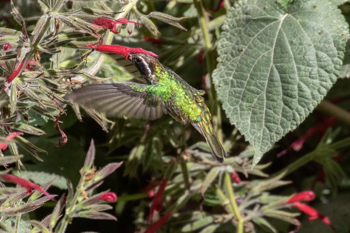 kolibřík bělouchý - ML225936491