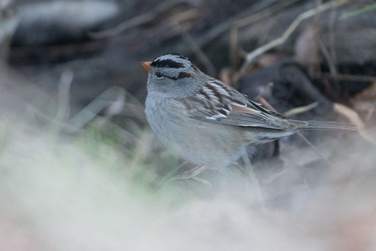 White-crowned Sparrow (Gambel's) - Chris Wood