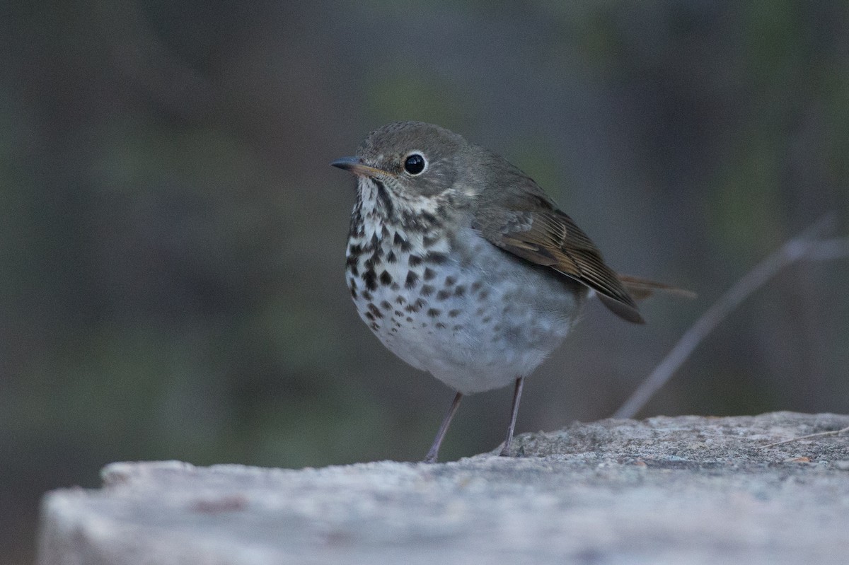Hermit Thrush - ML22593731