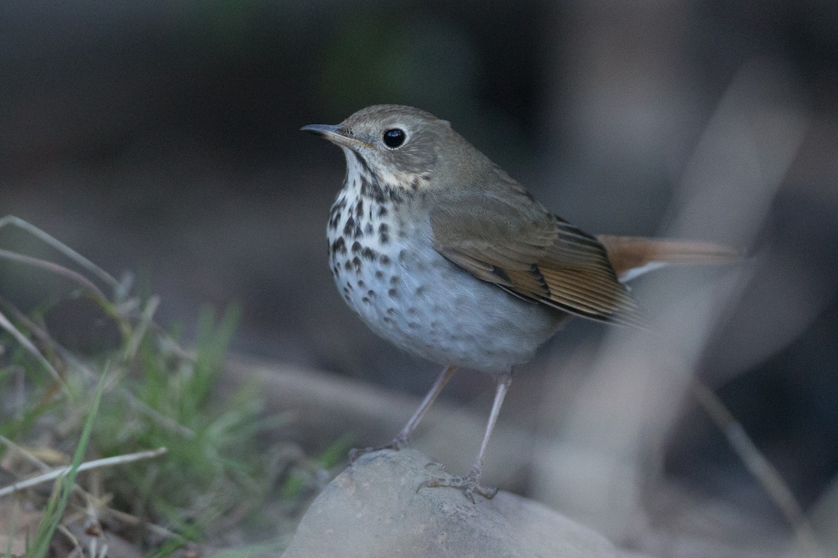 Hermit Thrush - ML22593741