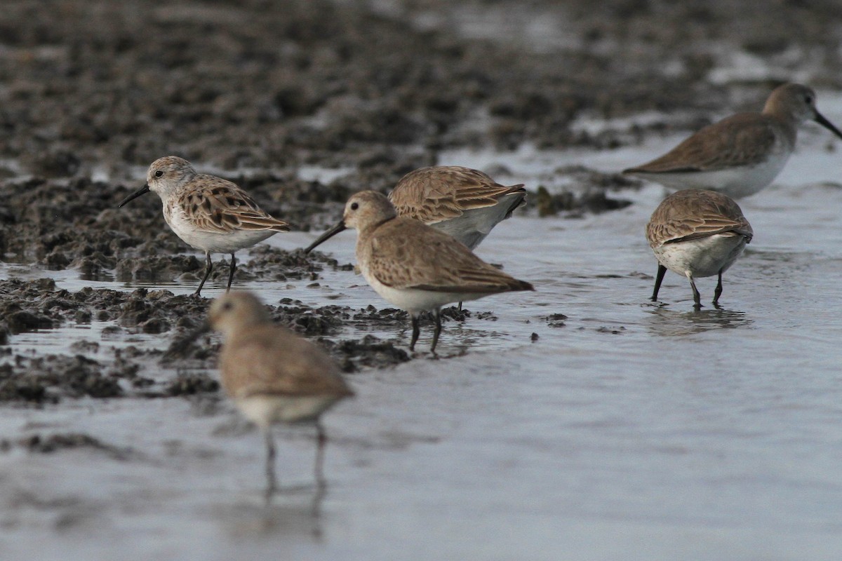 Western Sandpiper - ML225937441