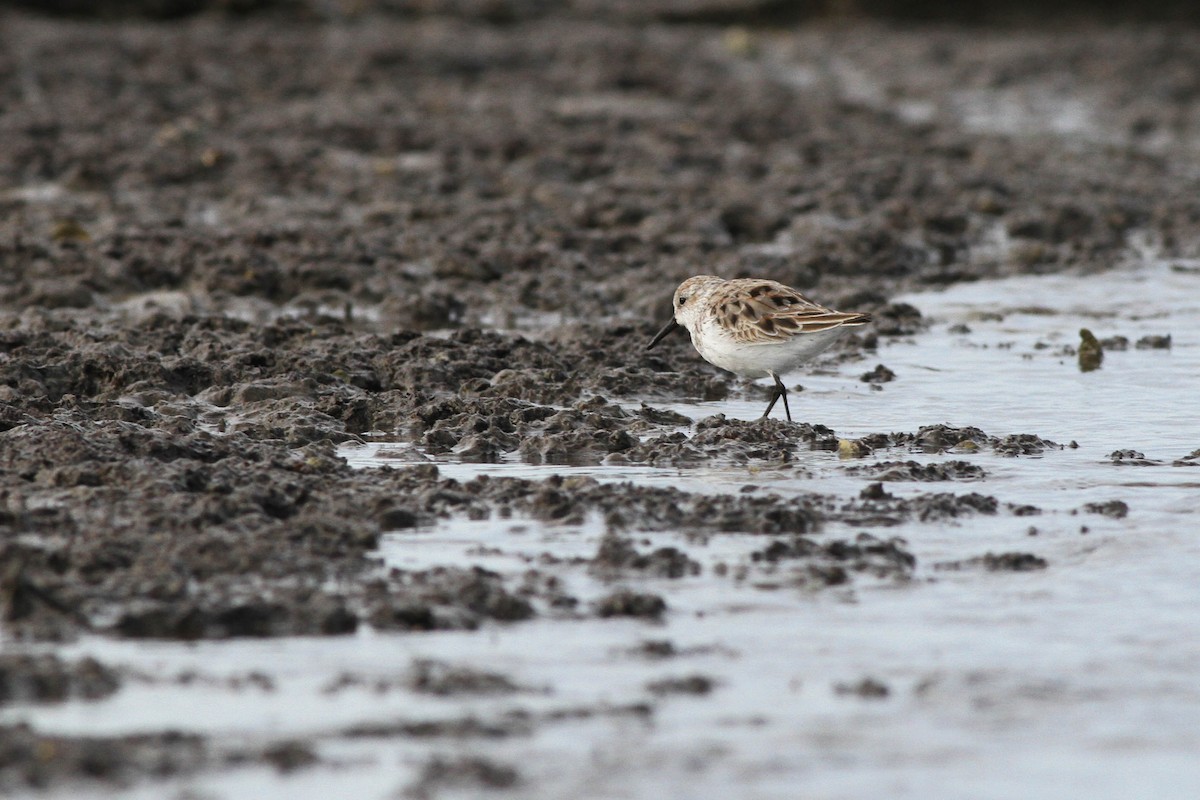 Western Sandpiper - ML225937471