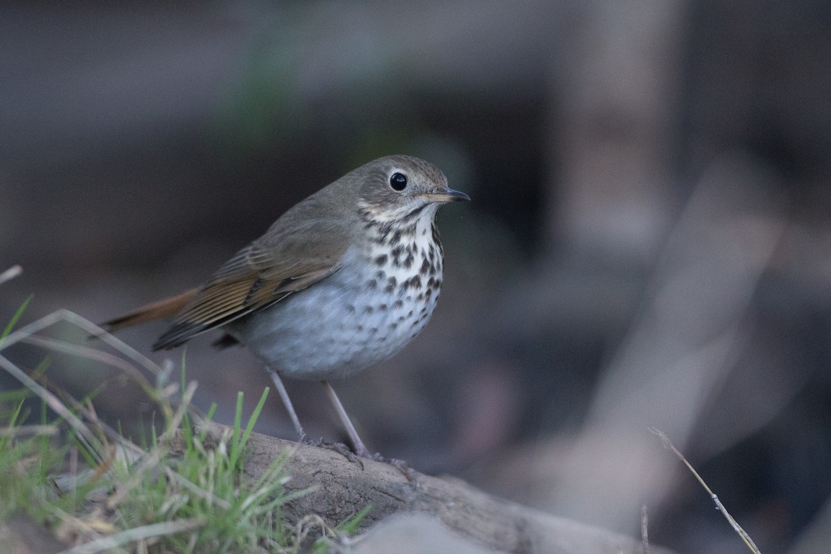Hermit Thrush - ML22593751