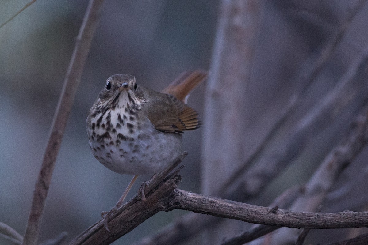 Hermit Thrush - ML22593761
