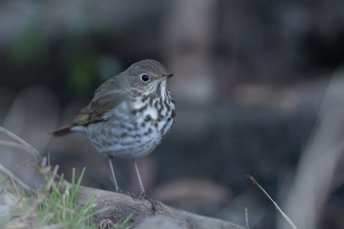 Hermit Thrush - ML22593771