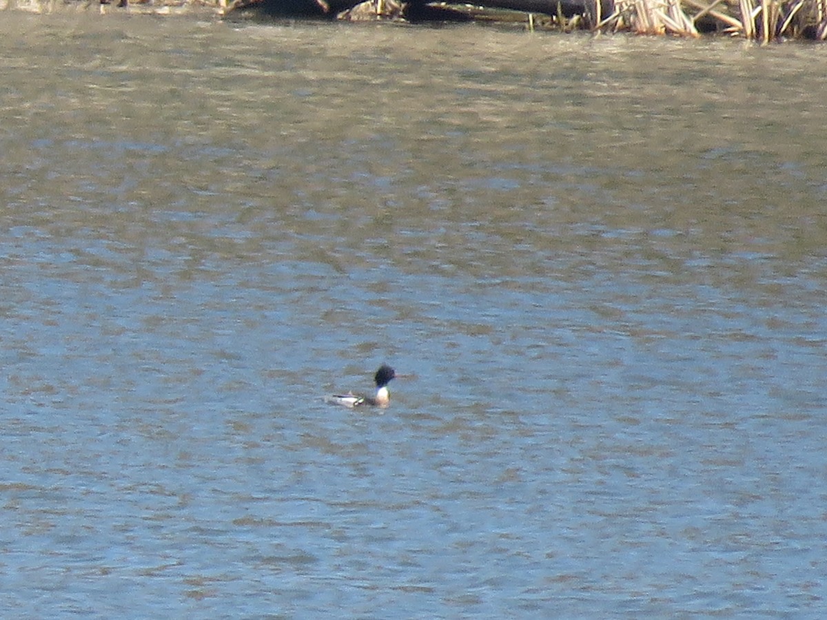 Red-breasted Merganser - ML225940971