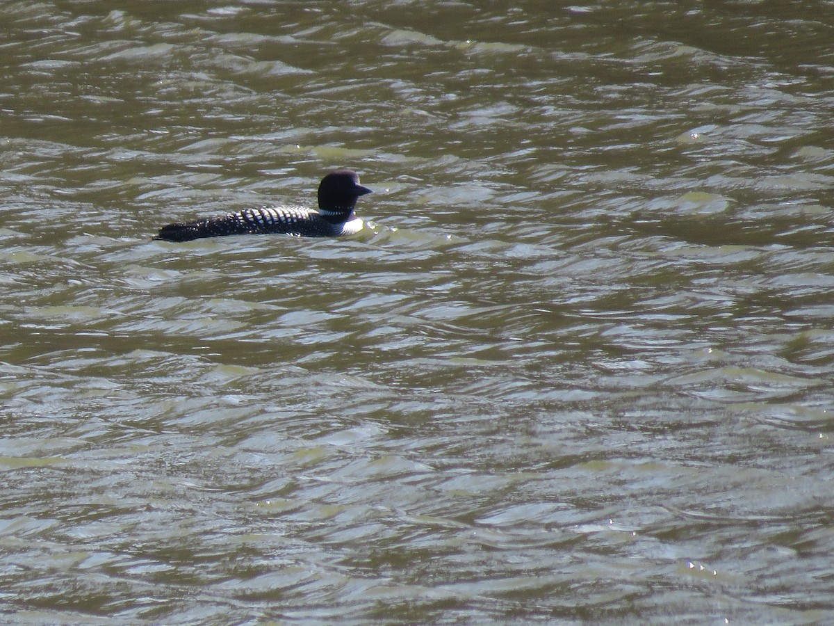 Common Loon - Cathy Olyphant