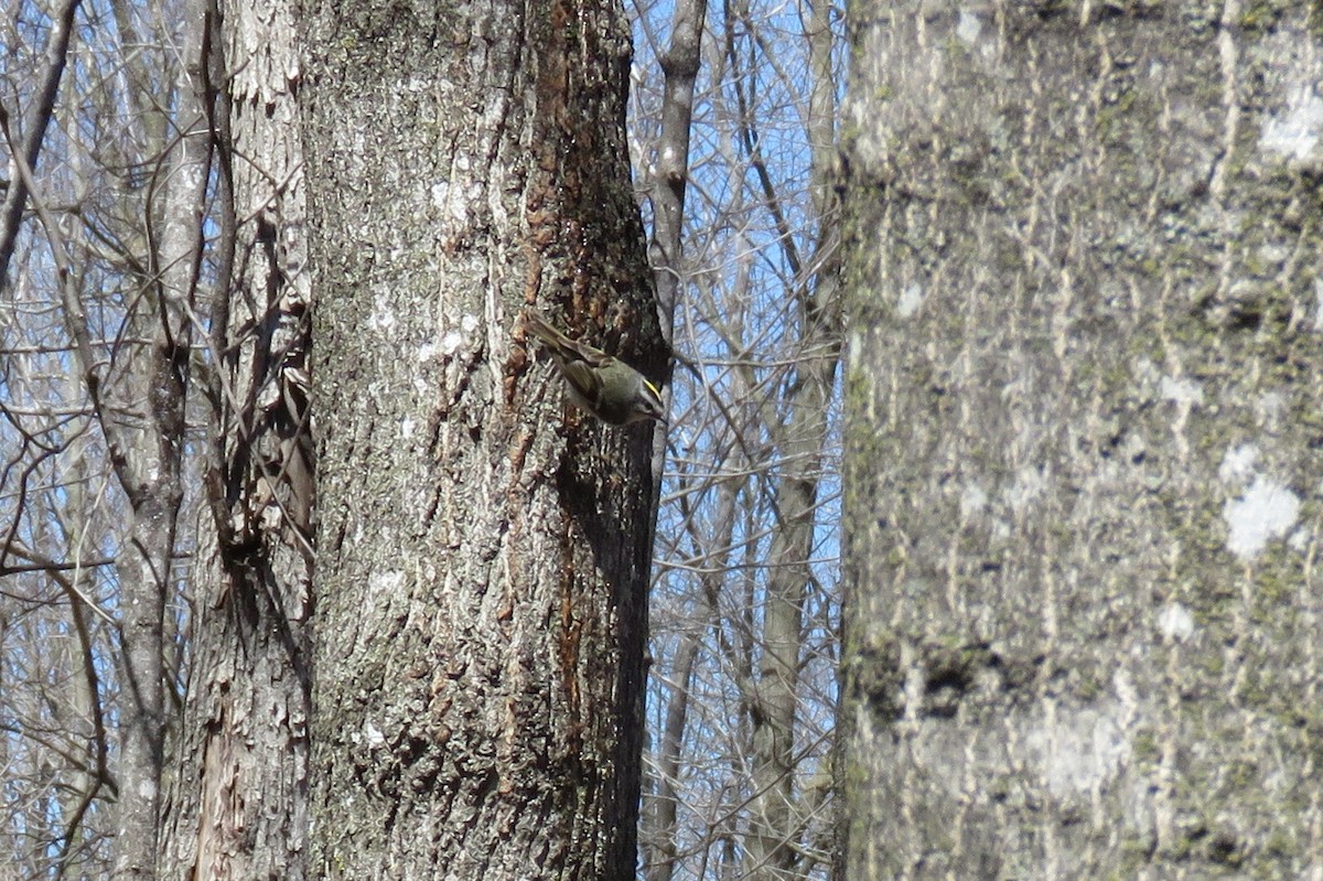 Golden-crowned Kinglet - ML225941191