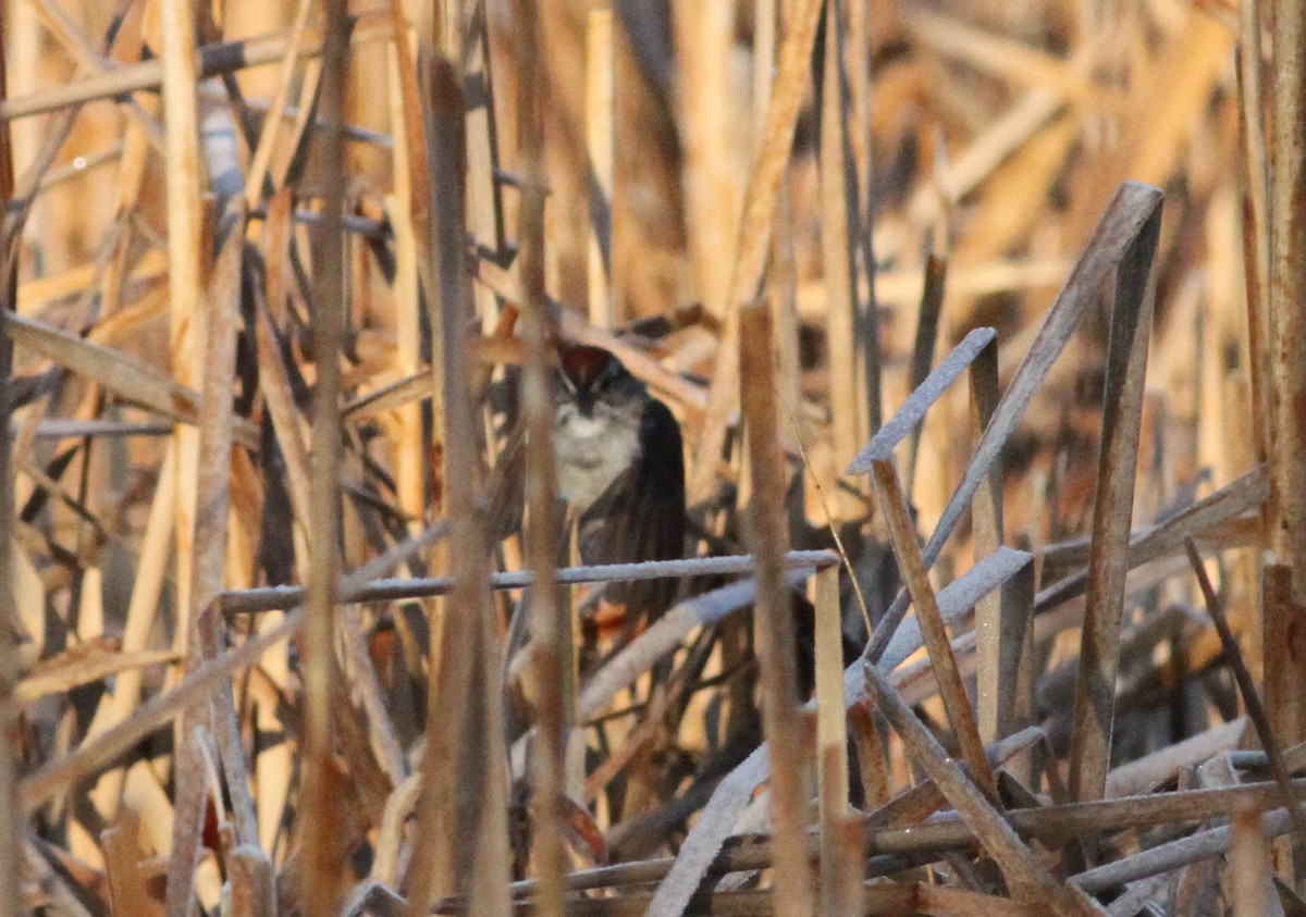 Swamp Sparrow - ML225943261