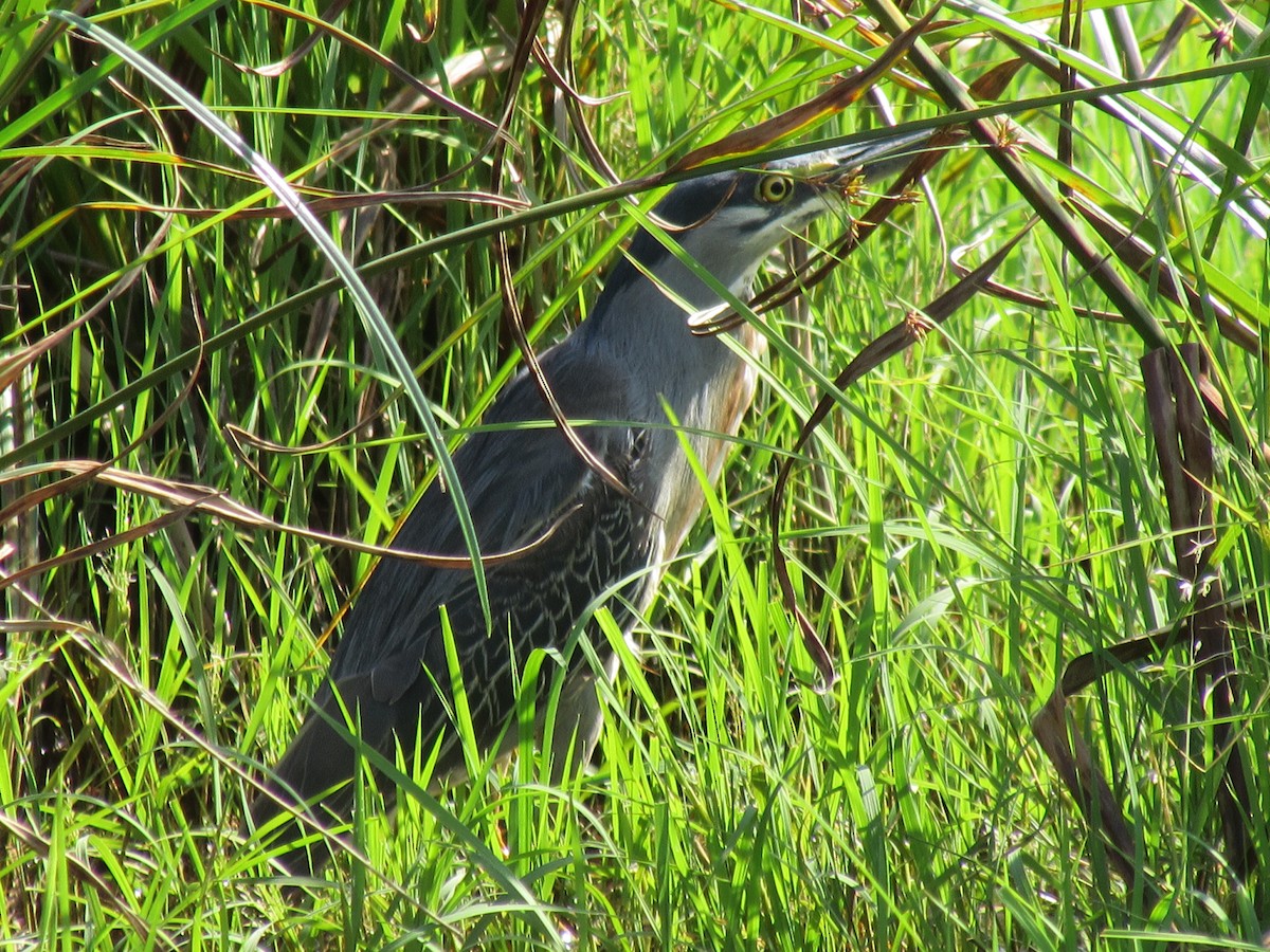 Striated Heron - ML225945951