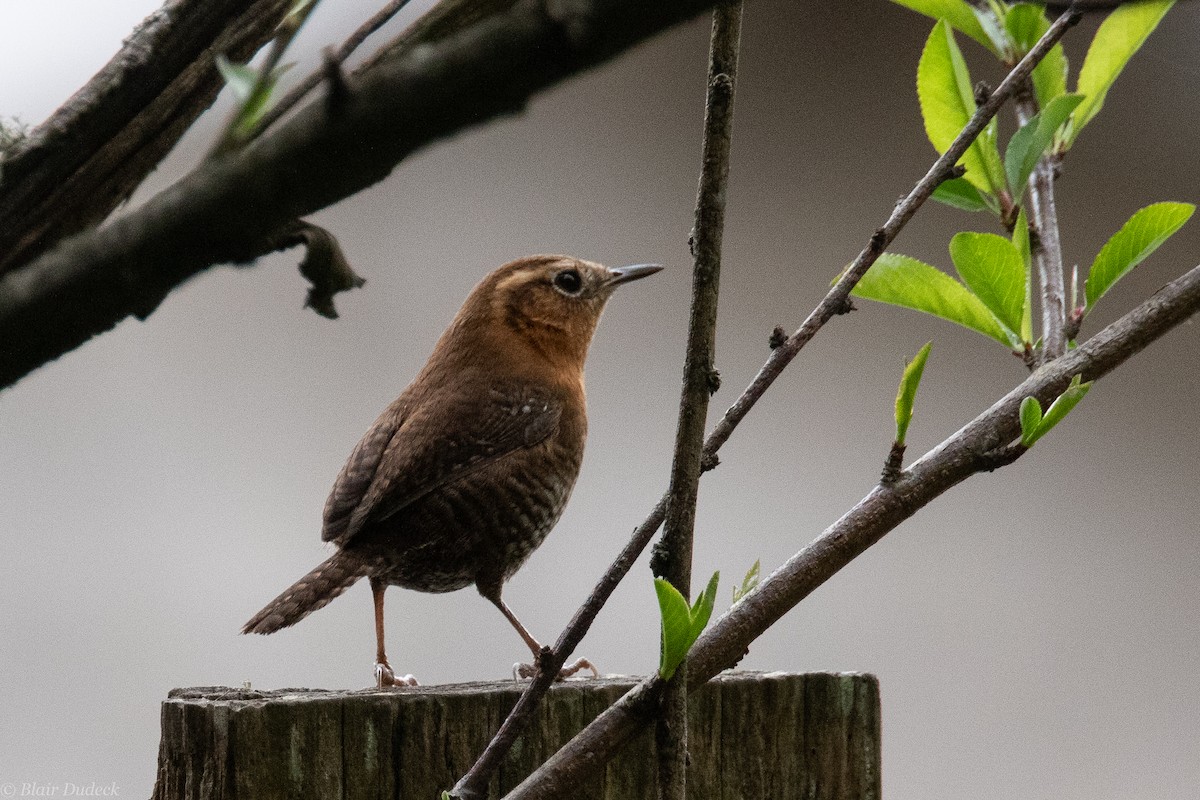 Rufous-browed Wren - Blair Dudeck