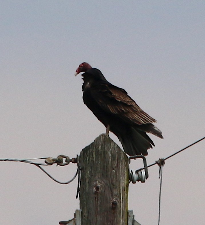 Turkey Vulture - ML225948311