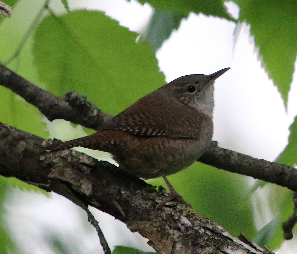 Northern House Wren - ML225948751