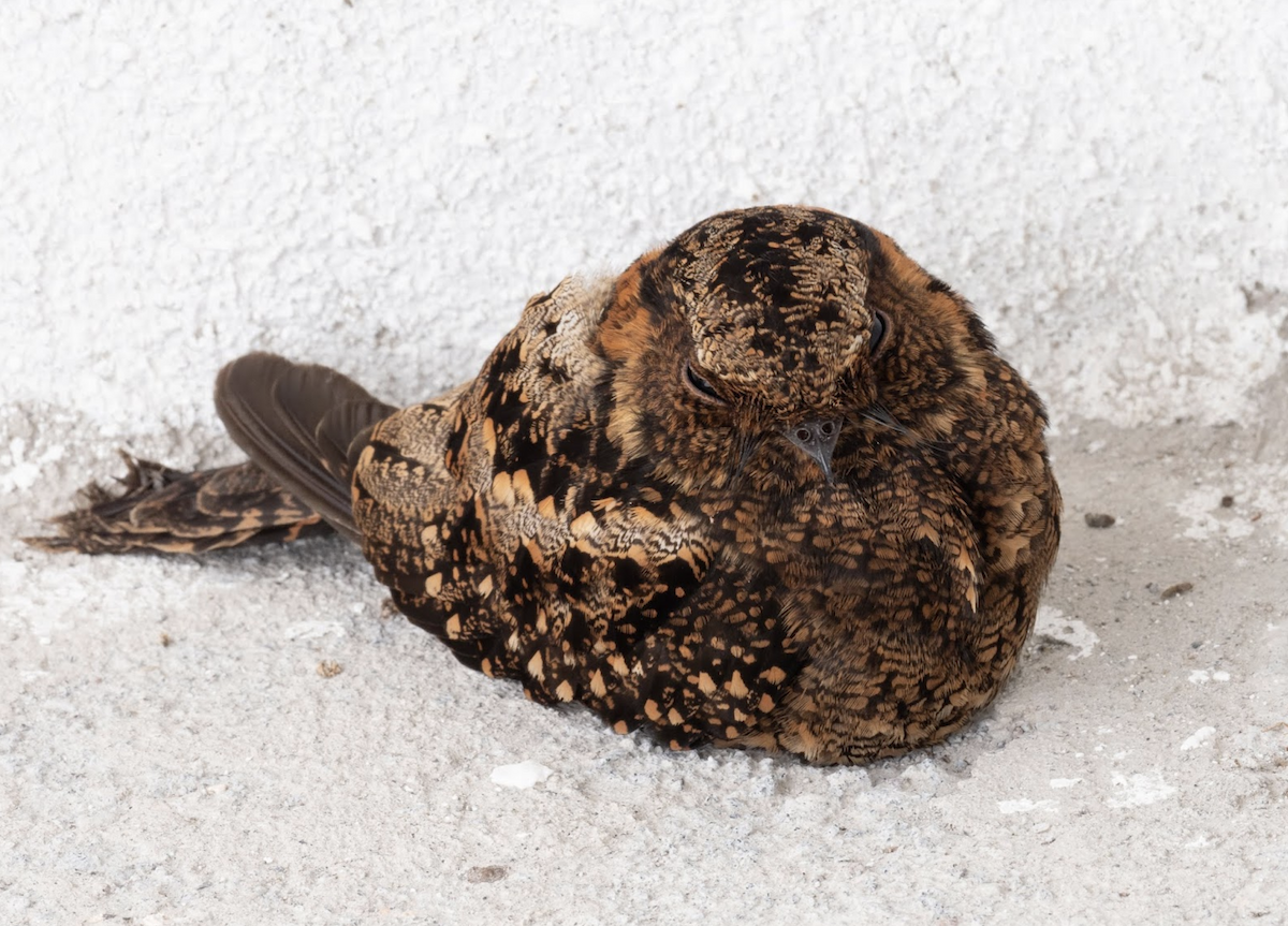 Lyre-tailed Nightjar - ML225948931