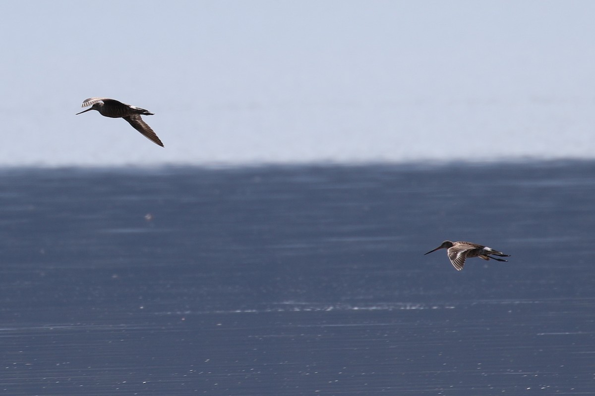 Hudsonian Godwit - ML225949011