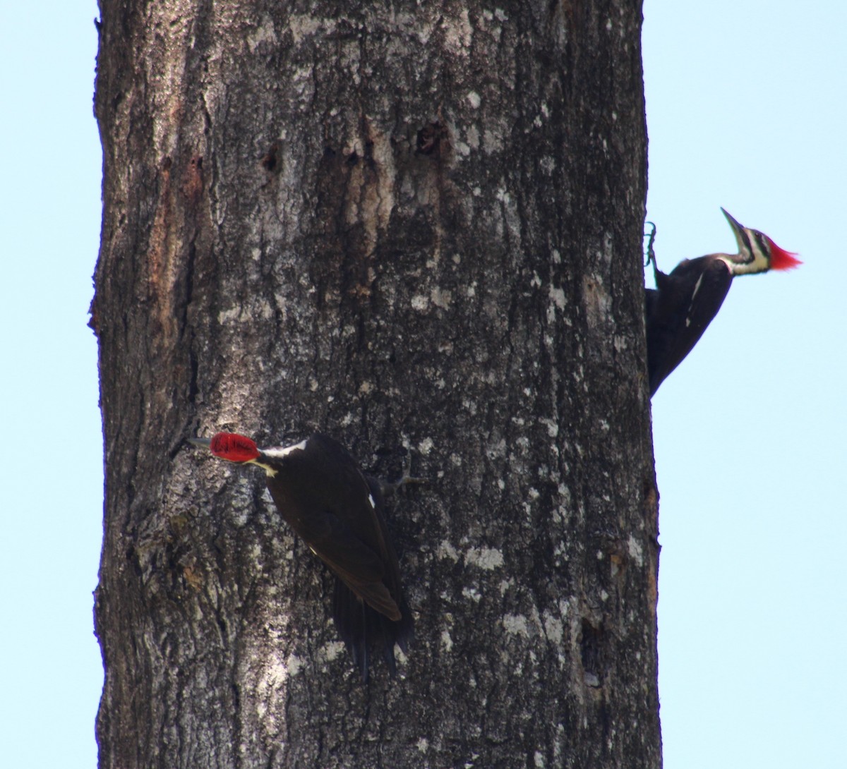 Pileated Woodpecker - Mitch Foret