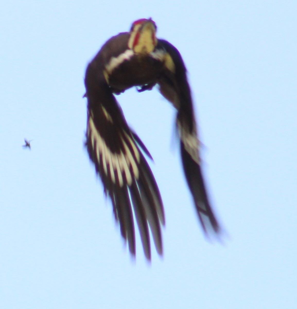 Pileated Woodpecker - Mitch Foret