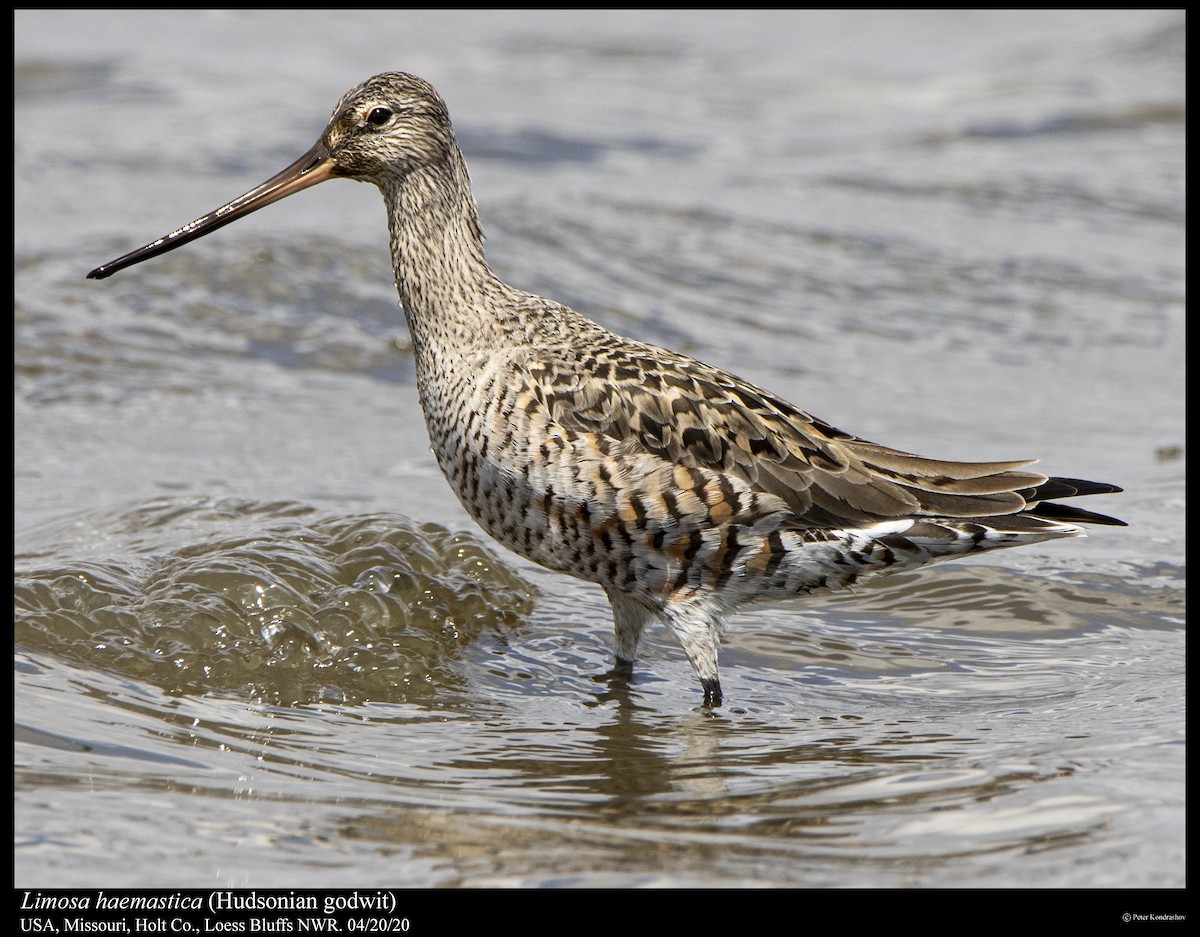 Hudsonian Godwit - Peter Kondrashov