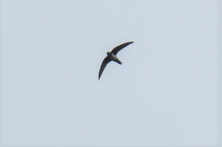 Alpine Swift - ML225951811