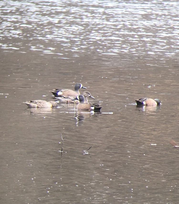 Blue-winged Teal - ML225952131
