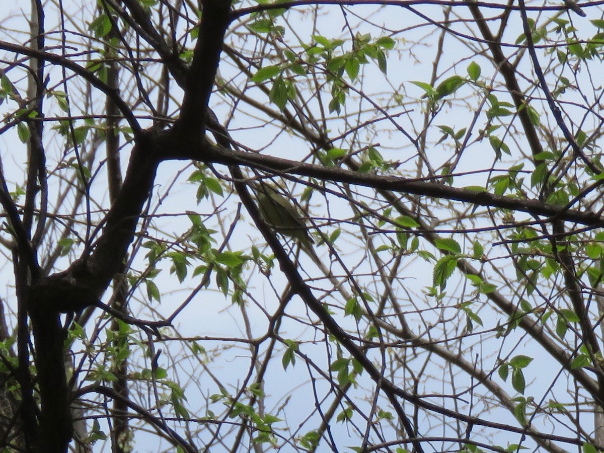 Orange-crowned Warbler - ML225952391