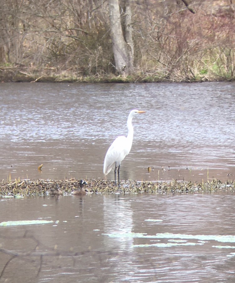 Great Egret - ML225952551