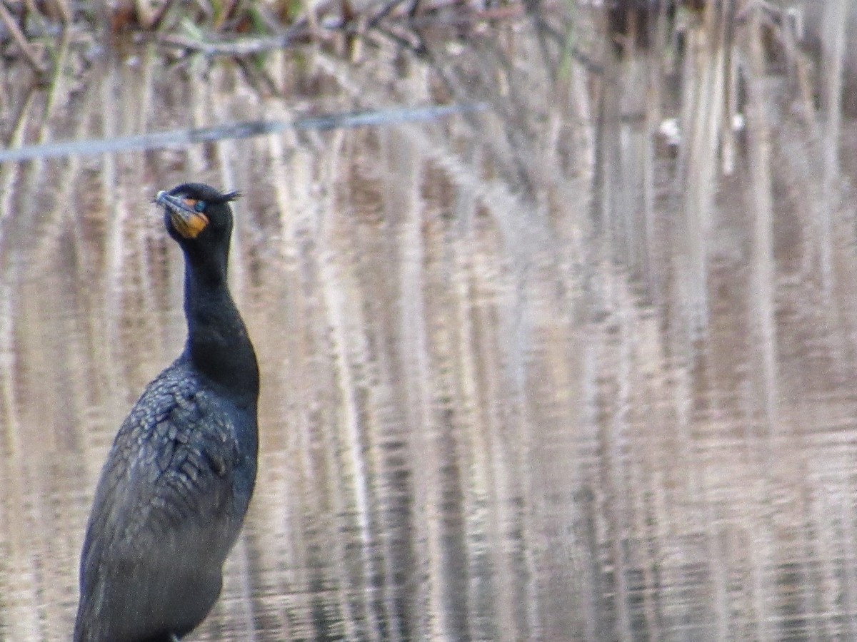 Cormoran à aigrettes - ML225952821