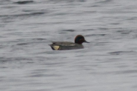 Green-winged Teal (Eurasian) - ML225952871