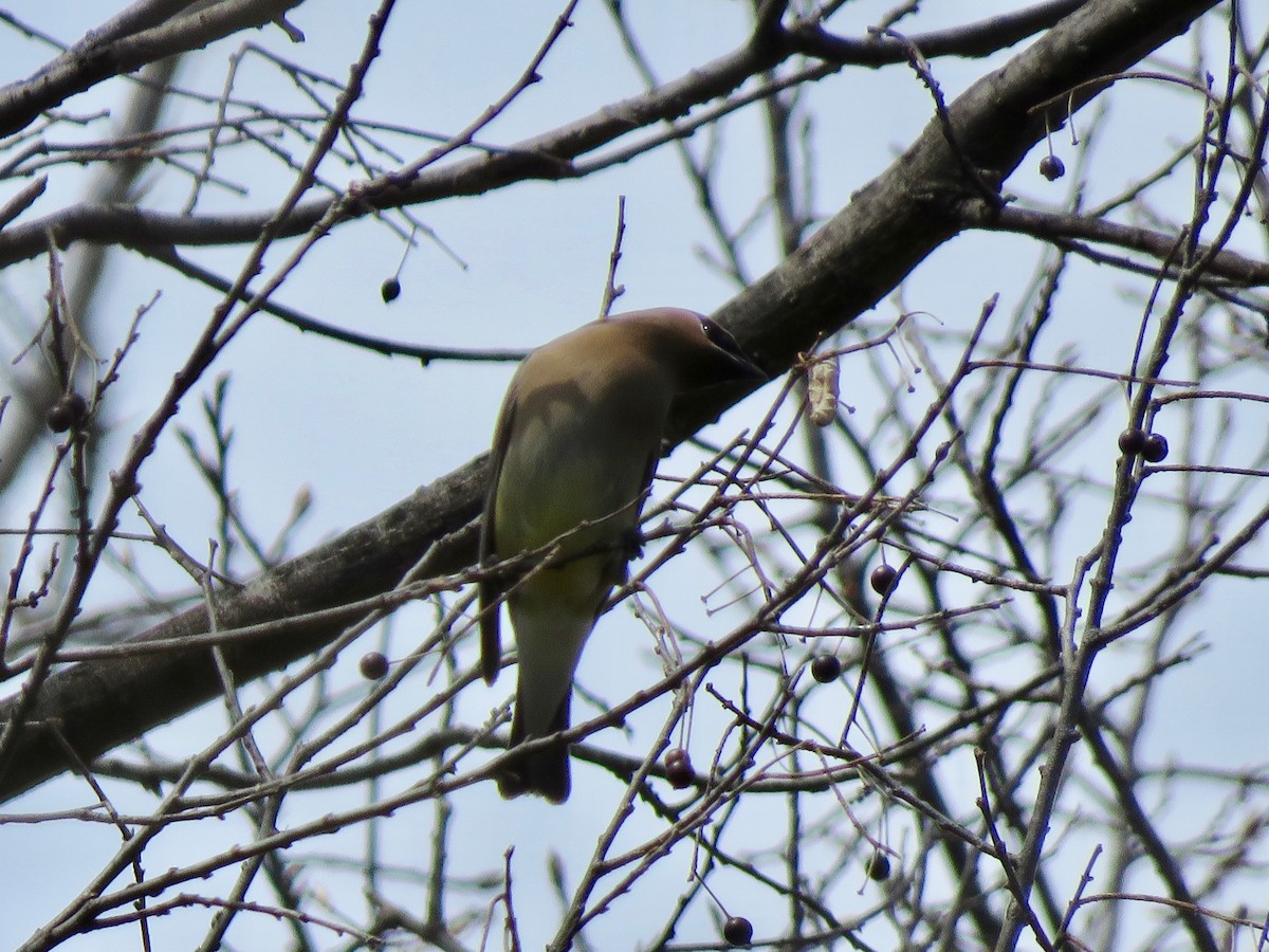 Cedar Waxwing - ML225953191