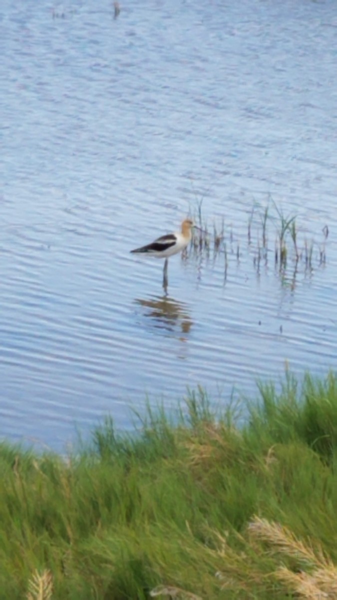 American Avocet - Alexander Lange