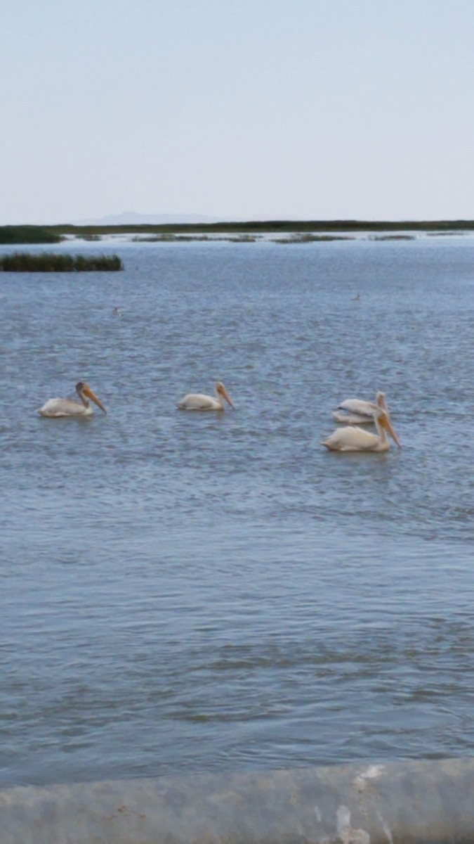 pelikán severoamerický - ML225954711