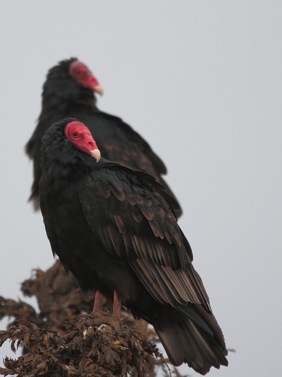 Turkey Vulture - ML225954891