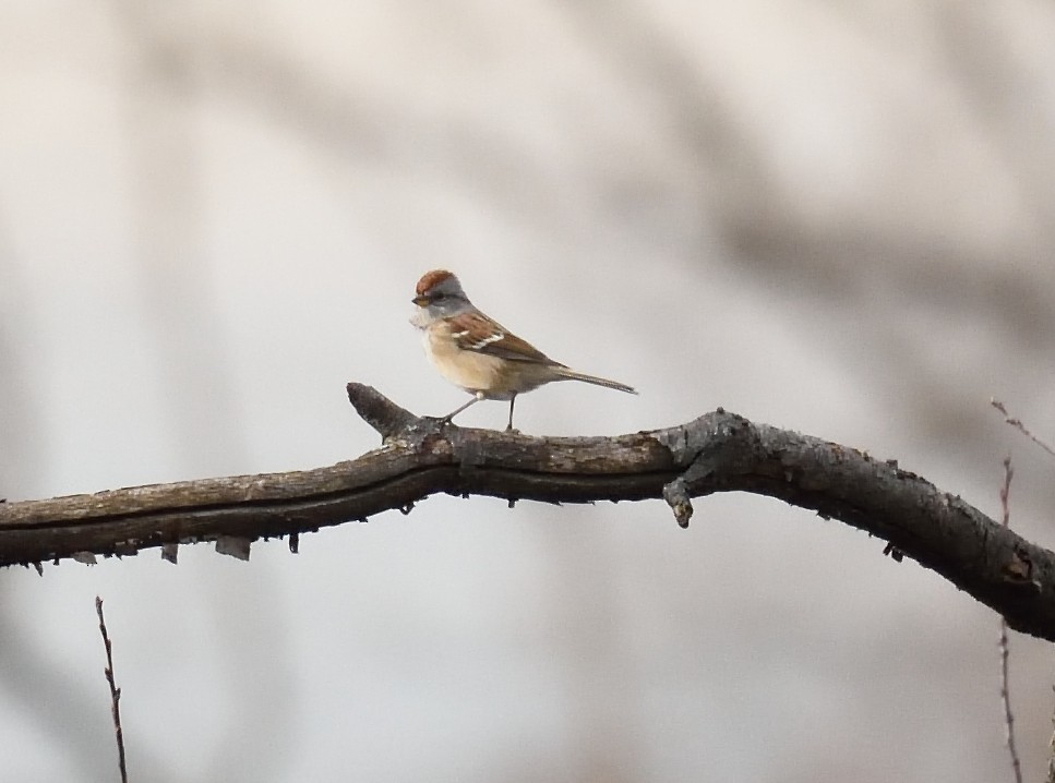 American Tree Sparrow - Cesar Castillo