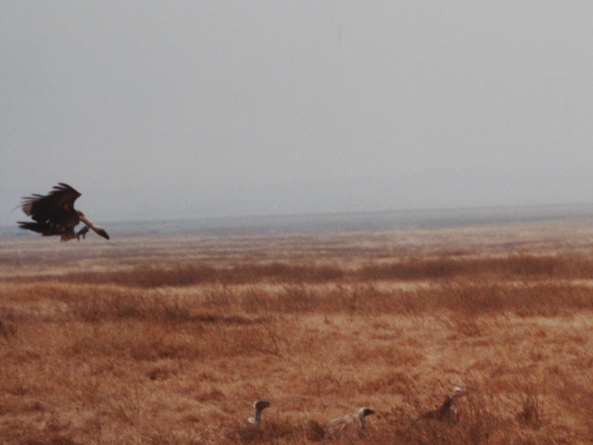 White-headed Vulture - ML225960451