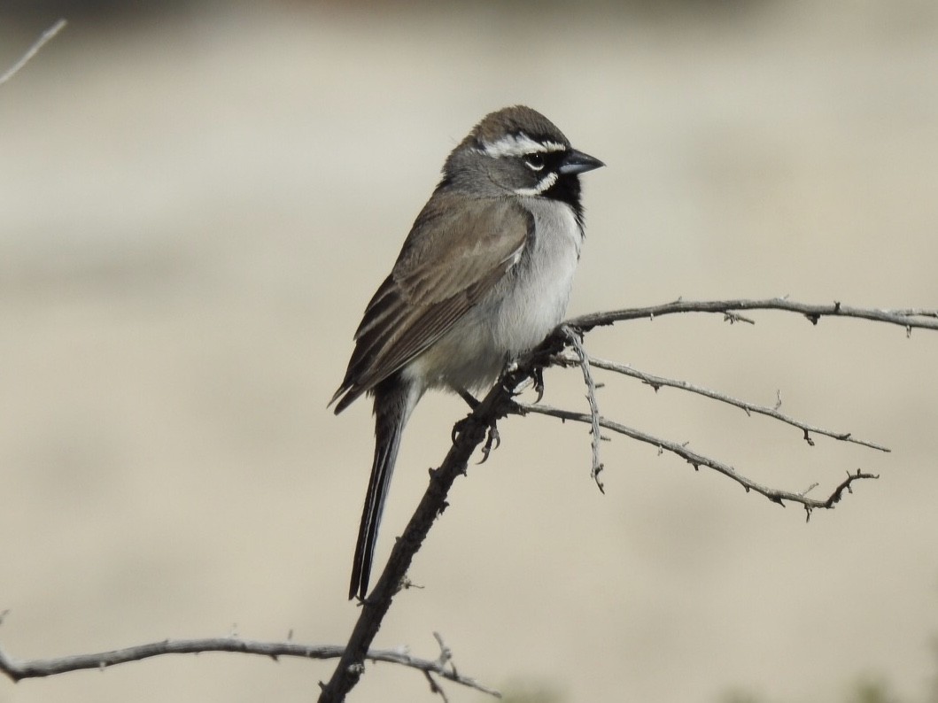 Black-throated Sparrow - Kent Kleman