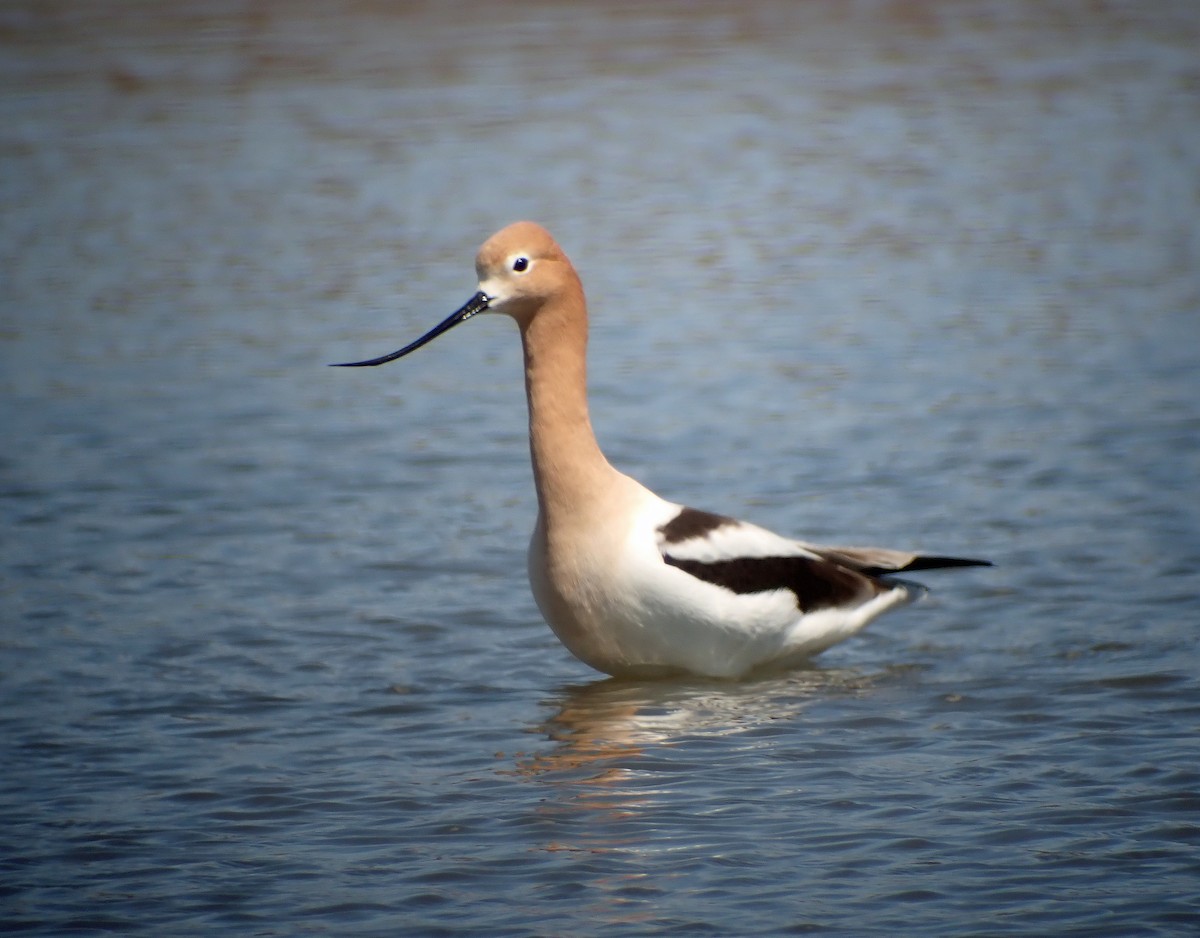 American Avocet - ML225962151