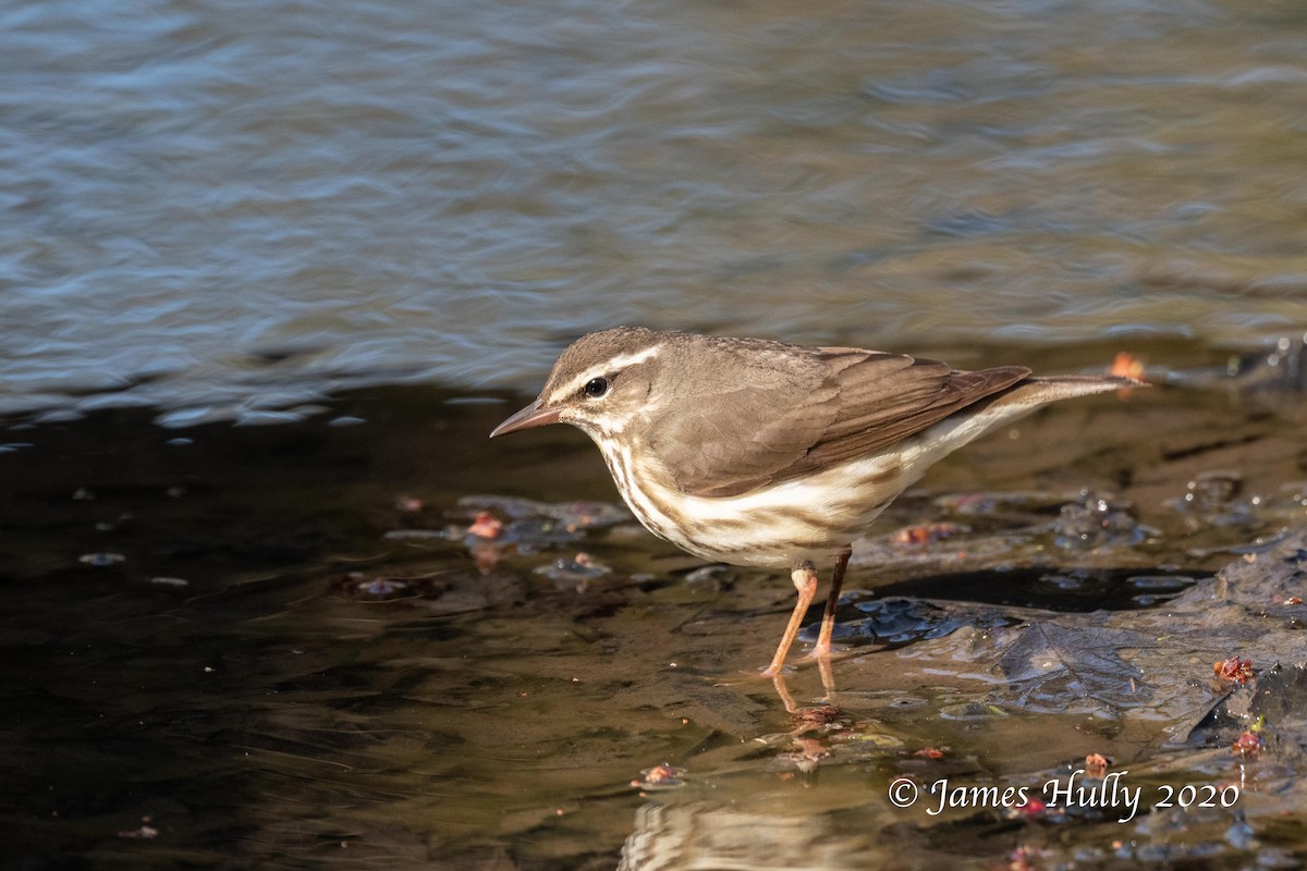 Louisiana Waterthrush - Jim Hully