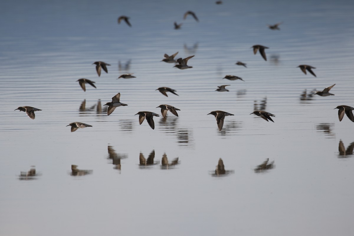 Pectoral Sandpiper - ML225963251