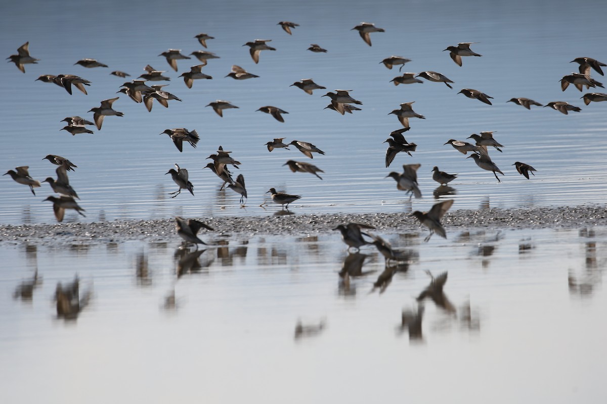 Pectoral Sandpiper - ML225963421